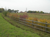 Hedging - Jeskyns Farm, Cobham, Kent