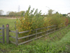 Hedging - Jeskyns Farm, Cobham, Kent