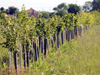 Hedging - Jeskyns Farm, Cobham, Kent