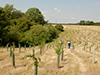 Maintenance - Chemical weed control on new planting