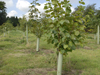 Planting - Fordham Hall Estate, Colchester