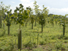 Planting - Fordham Hall Estate, Colchester