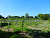 Planting - Beccles 2012